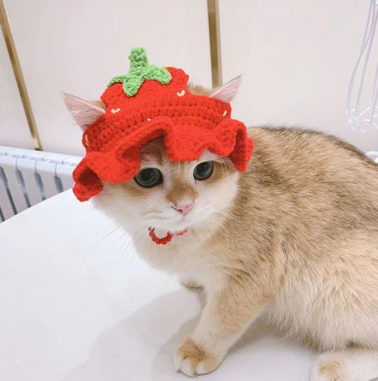 Wool Pet Hat - Cute Knitted Winter Hat for Cats & Dogs
