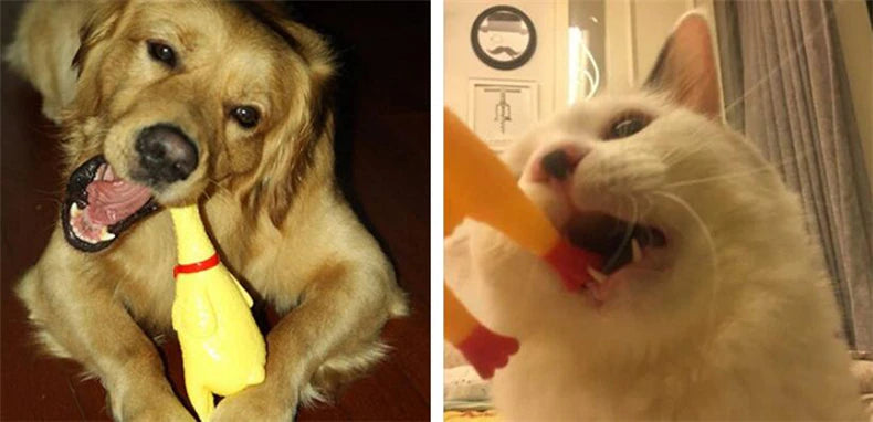 Funny Screaming Chicken Squeaky Toy – Rubber Pet Toy for Dogs & Stress Relief